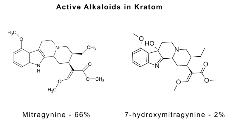 Kratom: A Brief Introduction | Ancient City Alchemy